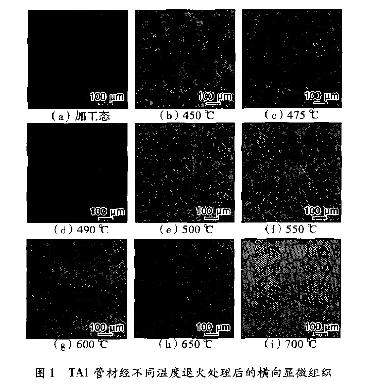 TA1管材經(jīng)不同溫度退火處理后的橫向顯微組織 TA1管材經(jīng)不同溫度退火處理后的橫向顯微組織